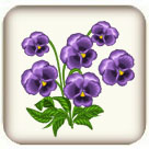 Flowers Violets